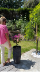 CHEMISE OTA ROSE RAYURES